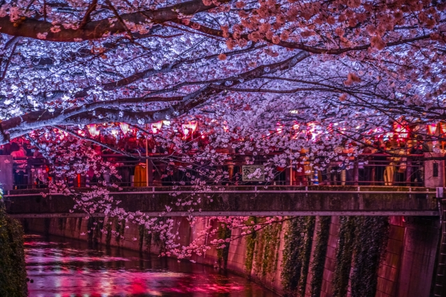 夜桜の写真を綺麗に撮る５つのコツ フラッシュなしで美しく ビギナーズ